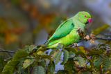Ring-necked Parakeet 